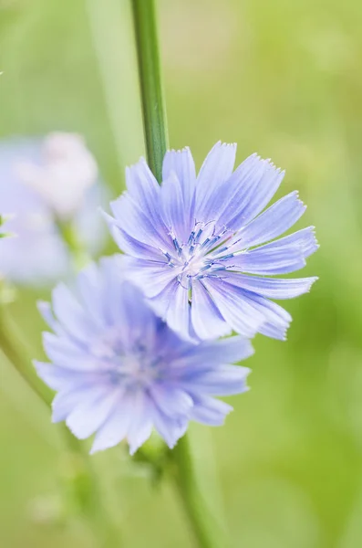 Doğadaki hindiba çiçeği — Stok fotoğraf