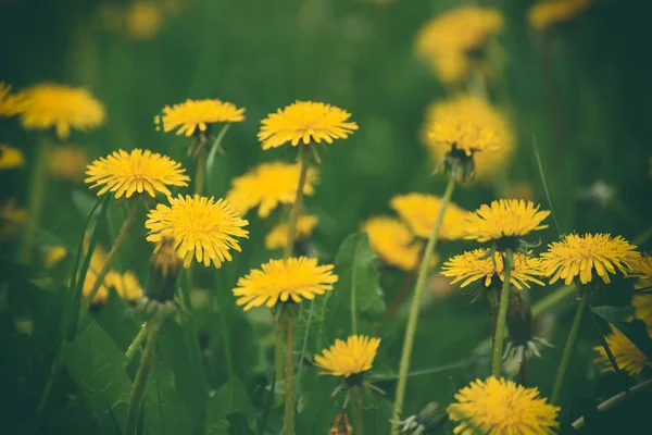 タンポポの花の牧草地 — ストック写真