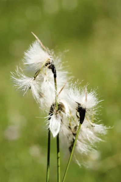 White fluffy flowers — Stock Photo, Image