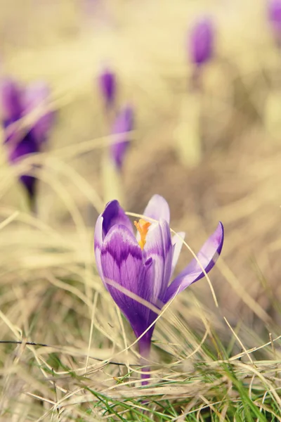 Voorjaarskrokusbloem — Stockfoto