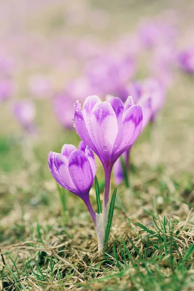 Spring crocus flowers — Stock Photo, Image