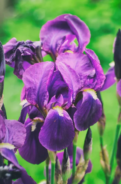 Iris blomma i naturen — Stockfoto