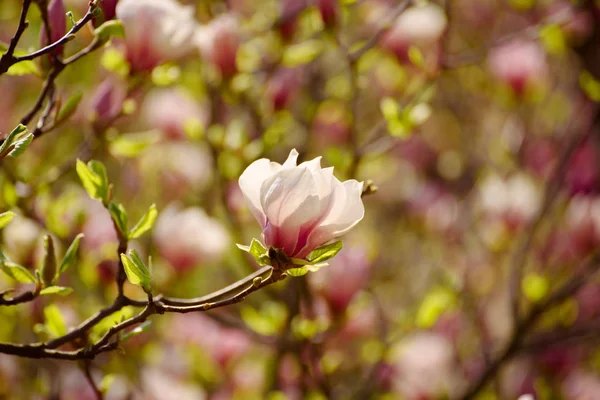 Magnolia wiosenne kwiaty — Zdjęcie stockowe