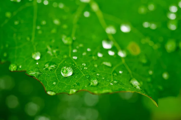 Foglia verde con rugiada — Foto Stock