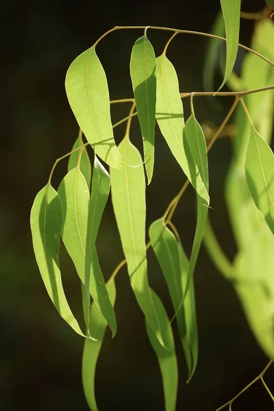 Feuilles vertes d'eucalyptus — Photo