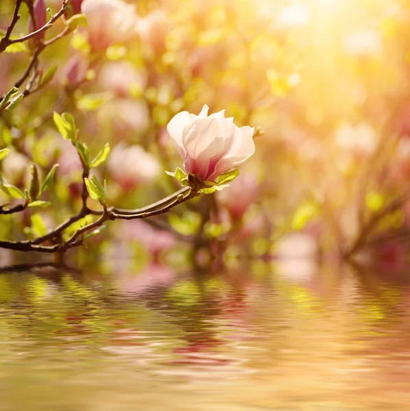 Magnólie jarní květiny — Stock fotografie