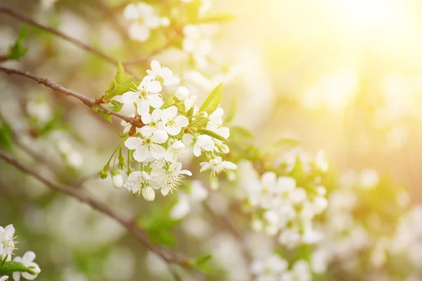 Cherry spring flowers — Stock Photo, Image