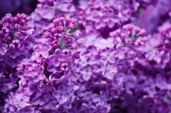 Lilac flowers macro — Stock Photo, Image