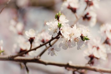 Kayısı ağacı çiçeği