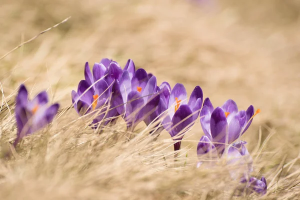 Flores de croco de primavera — Fotografia de Stock