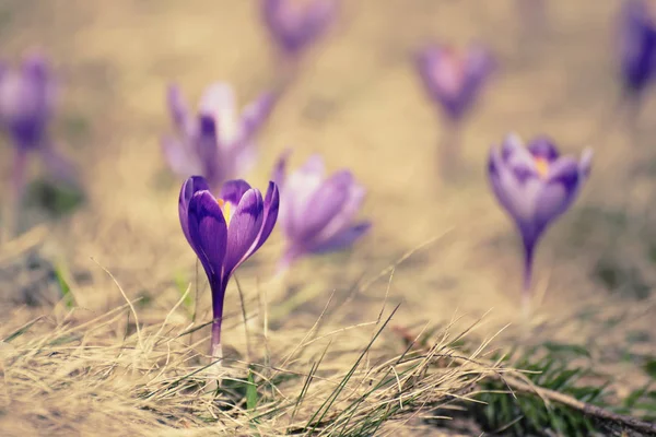 Flores de primavera de azafrán — Foto de Stock