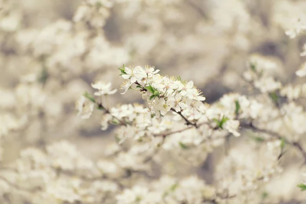 Wiosenne kwiaty śliwki — Zdjęcie stockowe