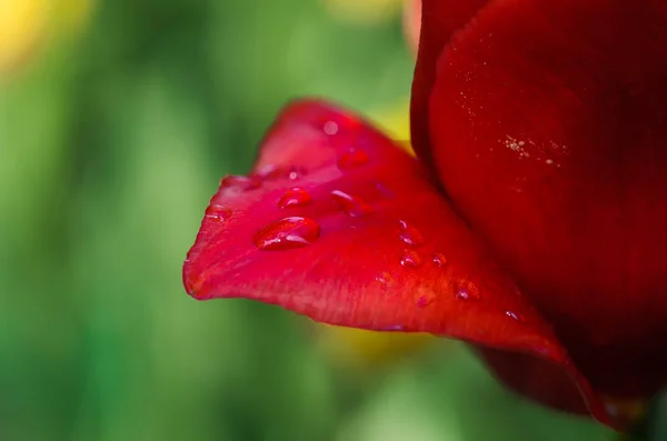 Pétala de tulipa com gota — Fotografia de Stock