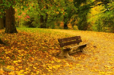 sonbahar güneşli park