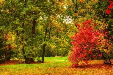 sonbahar güneşli park