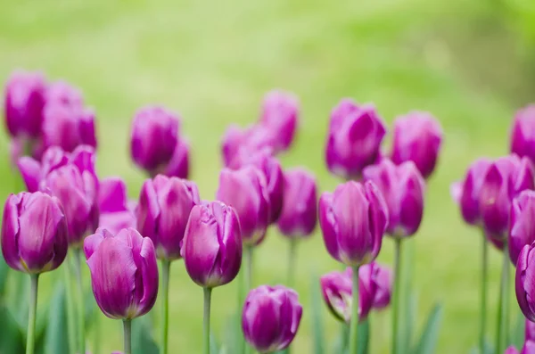 Fiori di tulipano viola — Foto Stock