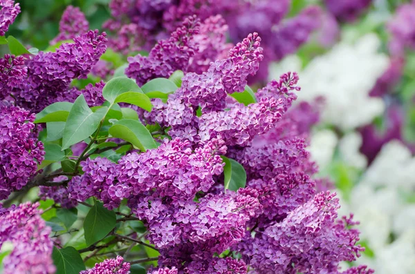 Bahar leylak çiçekleri