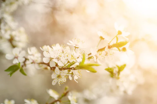Flores de primavera de cereza — Foto de Stock