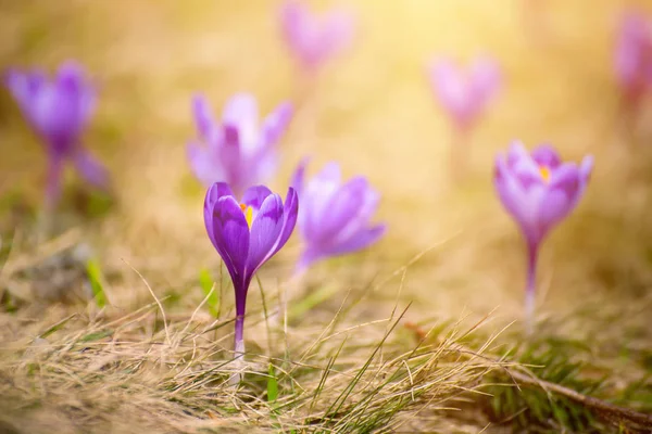 Flores de croco de primavera — Fotografia de Stock