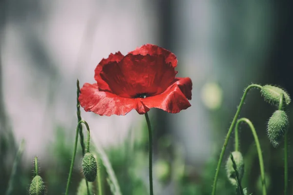 Amapola roja de primavera —  Fotos de Stock