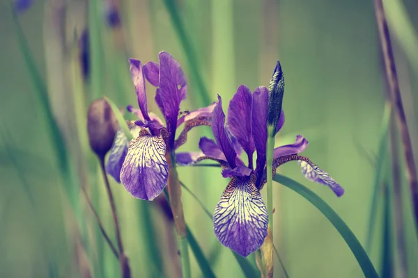Iris fleur dans la nature — Photo