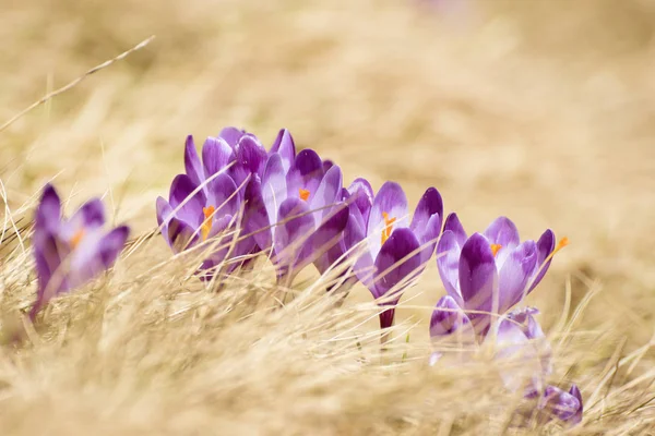 Flores de primavera de azafrán — Foto de Stock