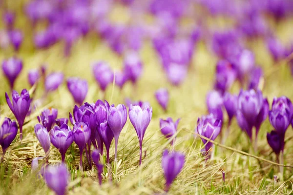 Voorjaarskrokusbloem — Stockfoto