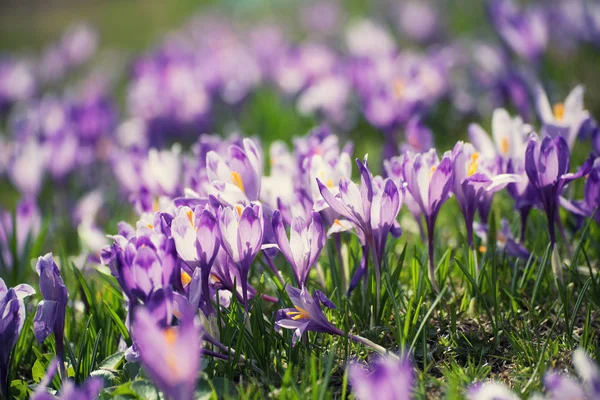 Flores de croco de primavera — Fotografia de Stock