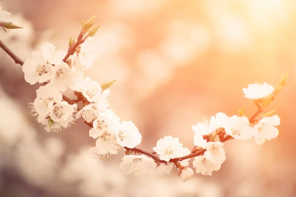 Fiori di albicocca — Foto Stock