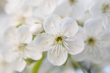 Kiraz bahar çiçekleri