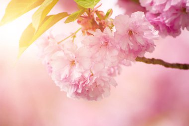 Sakura çiçekleri açıyor.