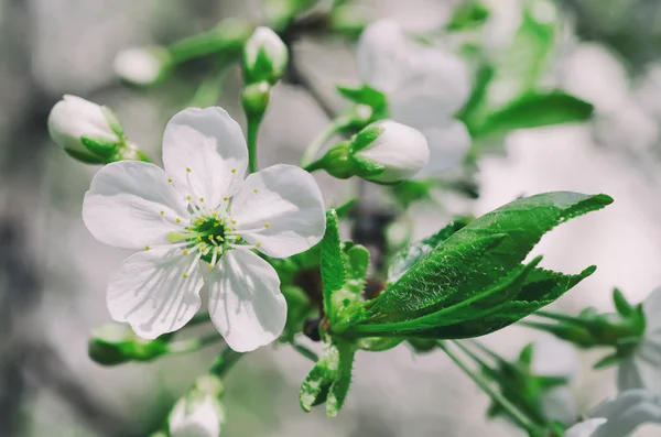 Flores de primavera de cereza —  Fotos de Stock