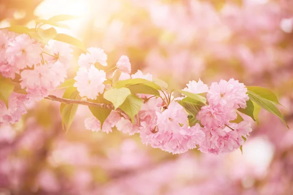 Fiori Sakura fioritura — Foto Stock