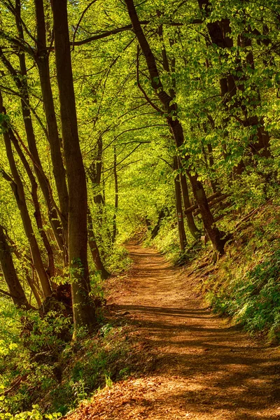 Ciemny las kapryśny — Zdjęcie stockowe