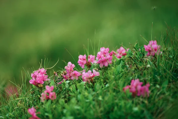 로 도덴 꽃 자연계의 꽃들 — 스톡 사진