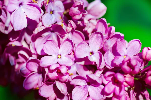 Leylak çiçekleri makro — Stok fotoğraf