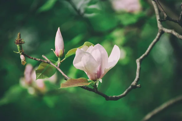 Magnolia wiosenne kwiaty — Zdjęcie stockowe