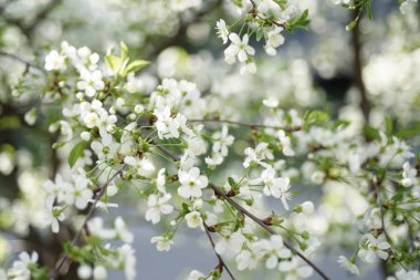 Kiraz bahar çiçekleri