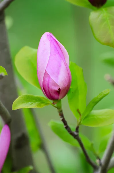 Brote de flor de magnolia — Foto de Stock