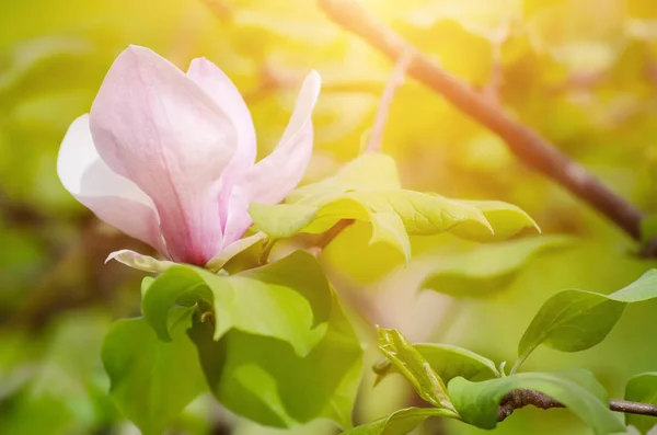 Magnolia fiori primaverili — Foto Stock