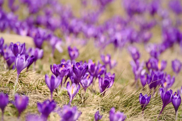 Flores de primavera de azafrán — Foto de Stock