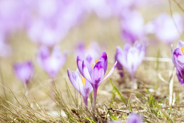 Voorjaarskrokusbloemen — Stockfoto