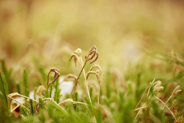 Groene mos macro — Stockfoto