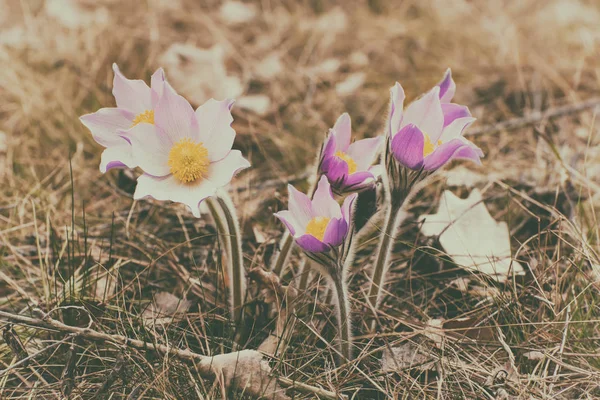 Pasque-blomma i naturen — Stockfoto