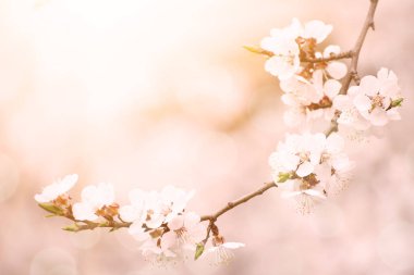 Kayısı ağacı çiçekleri