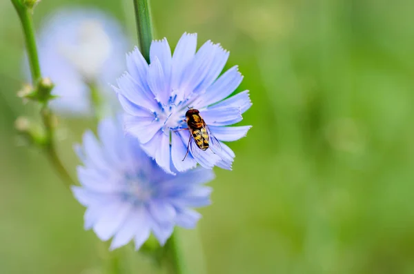 Kwiat cykorii w przyrodzie — Zdjęcie stockowe