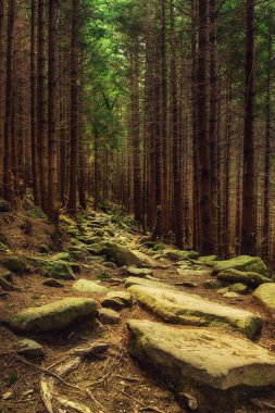 Kuzey İskandinav Ormanı