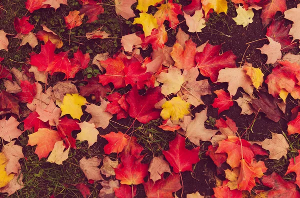 Sonbahar yaprakları arka plan — Stok fotoğraf