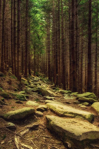 Kuzey İskandinav Ormanı