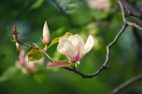 Magnolia bahar çiçekleri — Stok fotoğraf